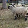 Hamp/Suffolk Ewe