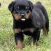 Import Rottweiler babies ready now