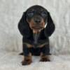 Handsome Smoothcoat Miniature Dachshund Boy