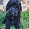 Black hypoallergenic Labradoodle puppy