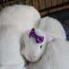 Pedigreed Holland lop babies looking for new homes