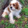 Female AKC Cavalier "Dolly"