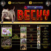 American Bully Micro exotics crown blood
