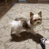 AKC Female Yorkie puppy /Yorkshire terrier