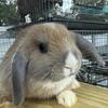 Holland Lop Buns