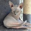 SPHYNX KITTENS AVAILABLE 