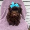 Toy poodle male puppies