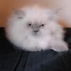 Himalayan kittens