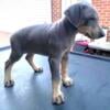 Doberman pinscher puppies