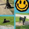 Cane Corso puppies