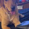 Golden retriever Labrador retriever mix