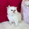Crinkle Lilac Mitted TICA Ragdoll Male!