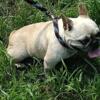 Adult fawn merle Frenchie female AKC