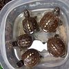 Box turtles