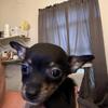 Female chihuahua puppy