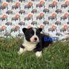 Cardigan Welsh Corgi Puppies