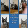 Beautiful Maine coon kittens