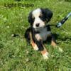 Bernese Mountain Dog