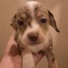 Chiweenie puppy 6/6 Merle