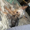 Female Yorkie