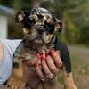 English bulldog pups 