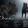 Cane Corso for Stud