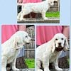 Clumber spaniel