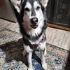 Lovable Female Alaskan Malamute