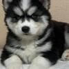 Siberian Husky Puppies