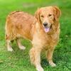 AKC Golden Retriever Puppys - North Carolina - Ready 10-28-2025