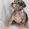 TRI MERLE AMERICAN BULLY XL PUPPIES/ bossy/probulls/muscledogs