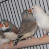 Zebra finches