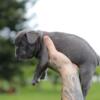 Female Blue French bulldog puppy