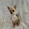 Dogs looking for forever families