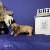 American Bully Puppies (Pocket sized) Looking For Their Forever Homes