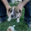 3 Male Jack Russell Puppies