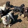 AKC ENGLISH LABRADOR RETRIEVERS