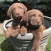  TOP Quality Chesapeake Puppies  AKC Silver Level Breeder of Merit