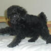 AKC toy poodle FOR SALE