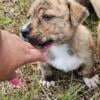 Beautiful red nose Bully xl and staffy mix puppies