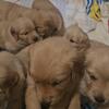Golden Retriever puppys