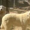 AKC Great Pyrenees male 1 yr old born 9/7/2022