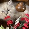 HIMALAYAN CFA MALE KITTEN $700
