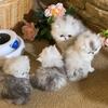 Persian kittens