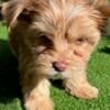 YorkshireTerriers puppy for sell