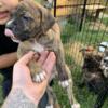 American Bulldog Puppies!