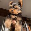 3 Month Old Yorkie puppy