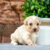 Adorable Maltipoo Puppies