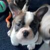 8 weeks French bulldogs