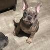 TRI MERLE FRENCH BULLDOG